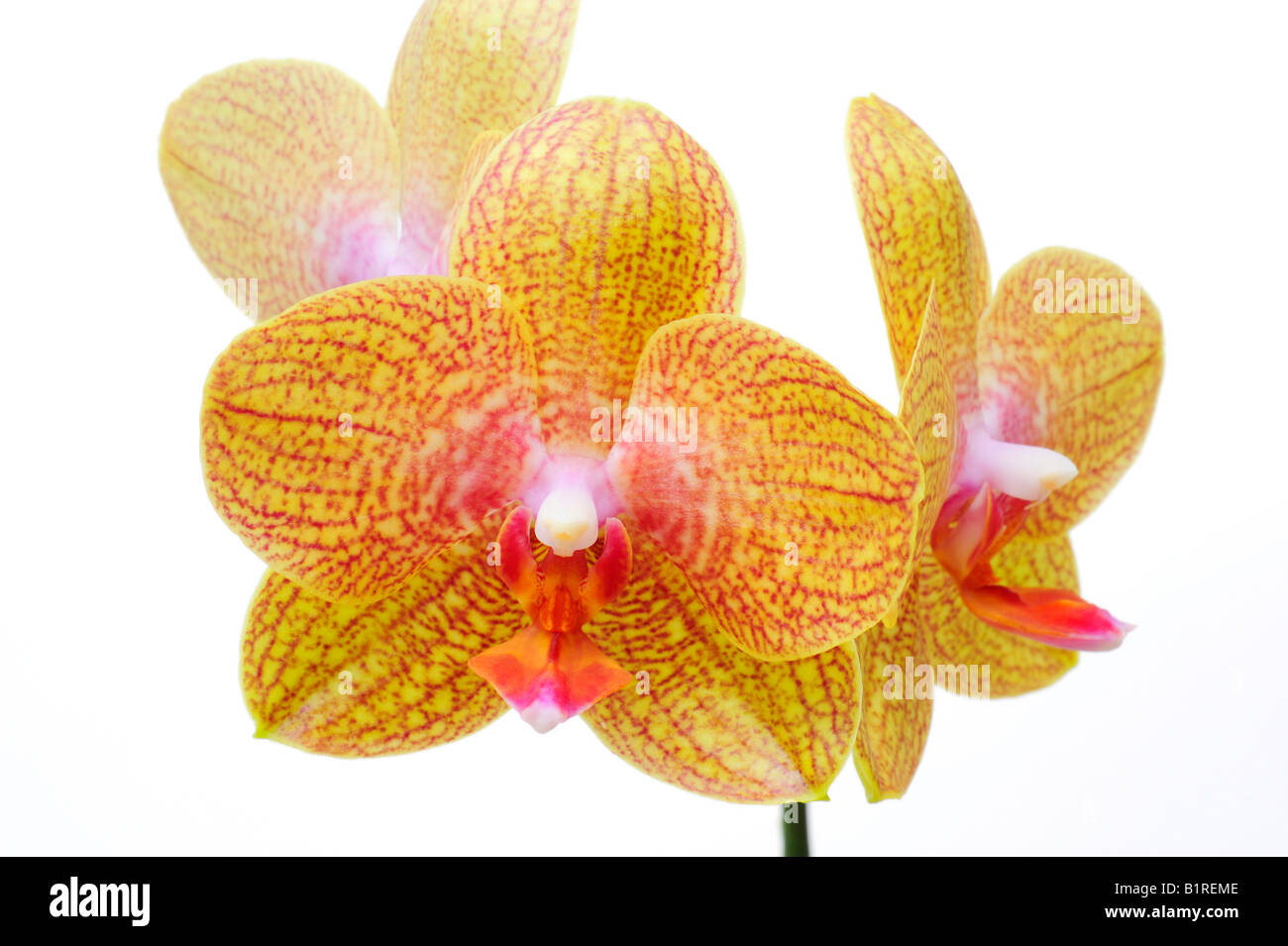 Orchid flowers, Orchidaceae (Phalaenopsis hybrid) Stock Photo