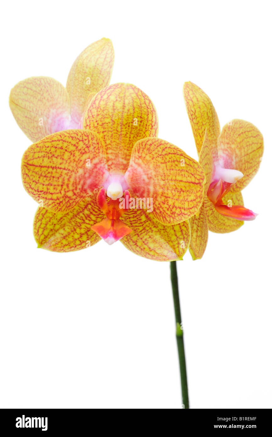 Orchid flowers, Orchidaceae (Phalaenopsis hybrid) Stock Photo