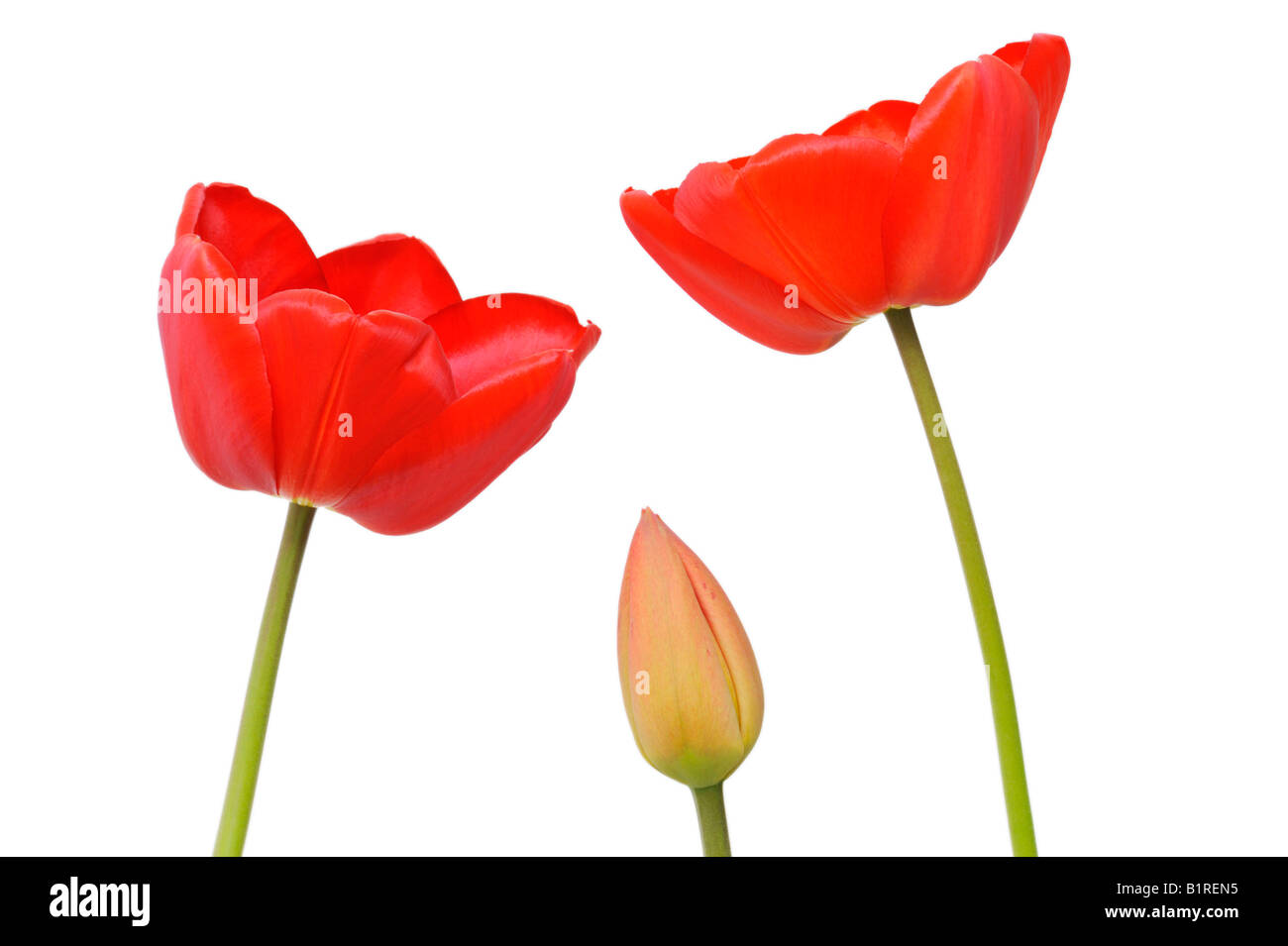 Red Tulips (Tulipa) Stock Photo