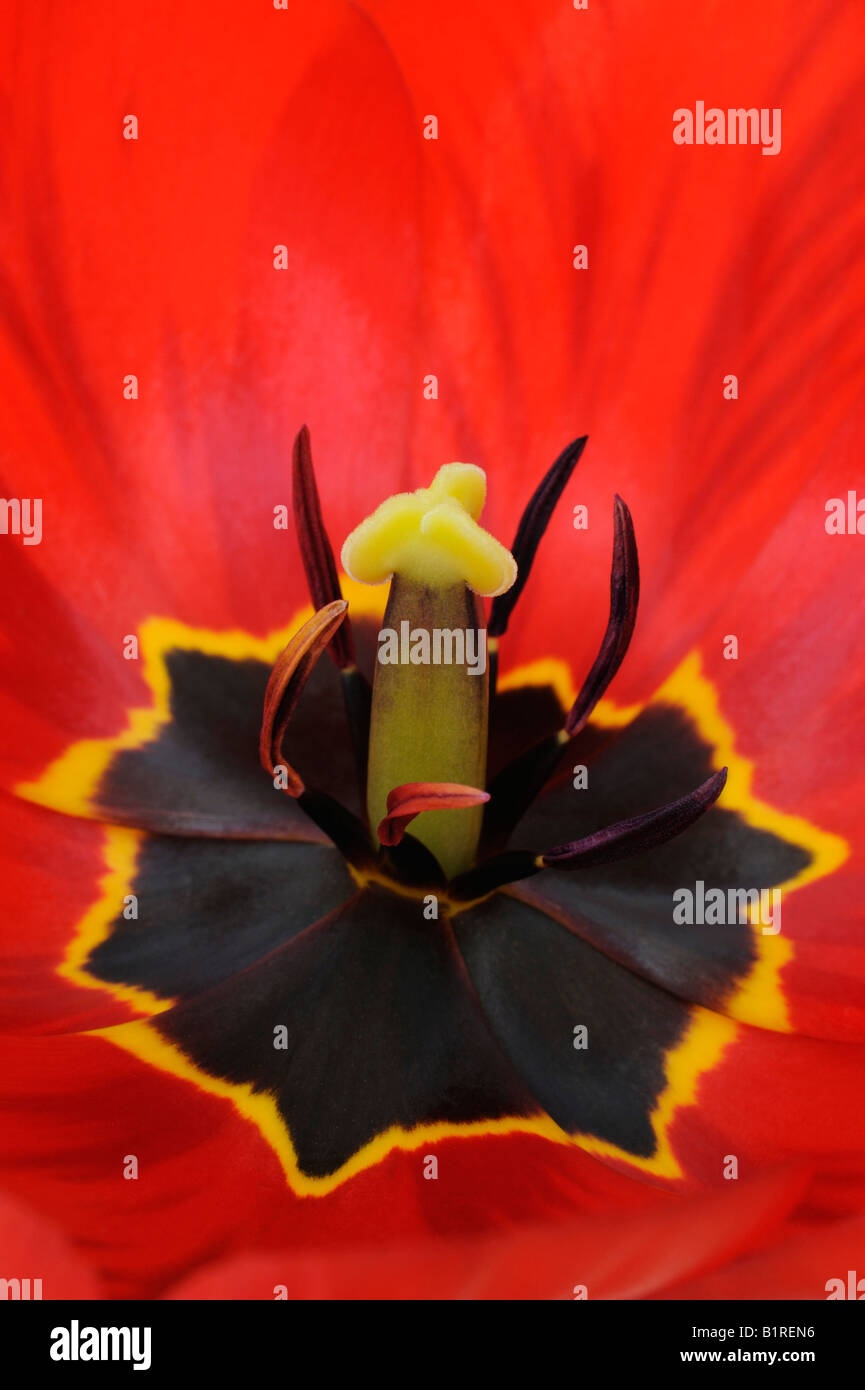Red Tulip (Tulipa) Stock Photo