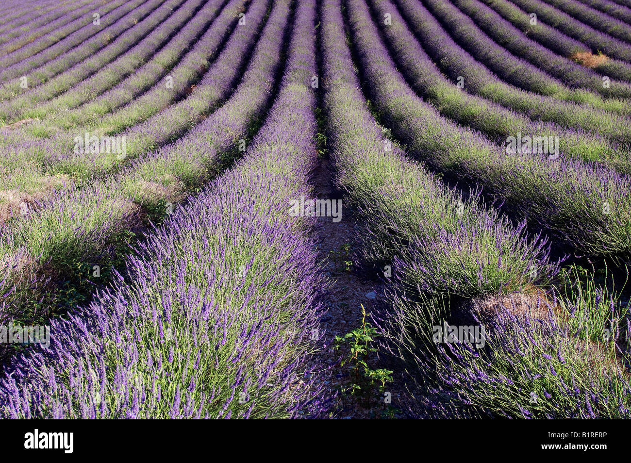 Blooming Lavender (Lavendula angustifolia) field, Provence, Southern France, France, Europe Stock Photo