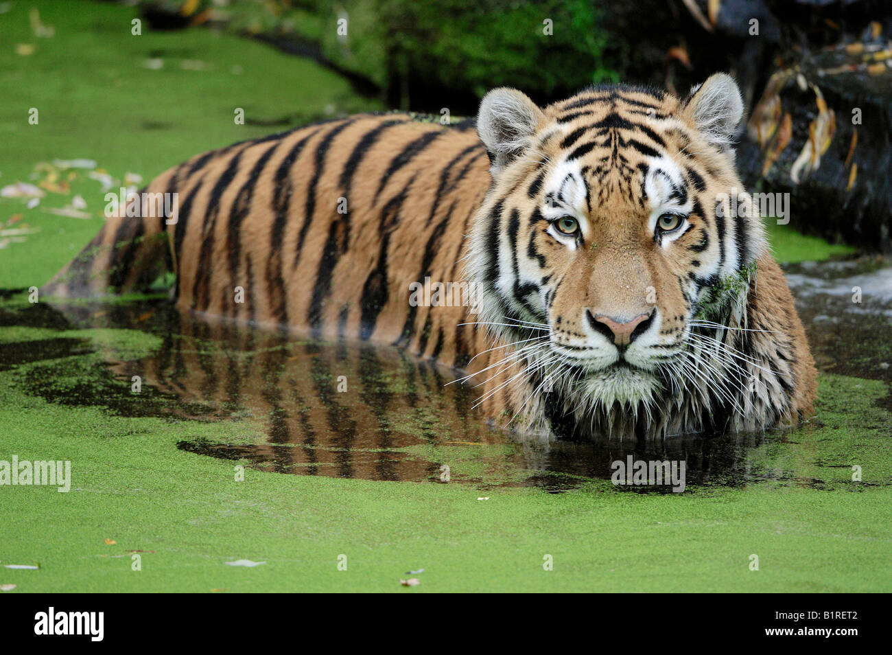Siberian Tiger (Panthera tigris altaica) standing in algae-covered water Stock Photo