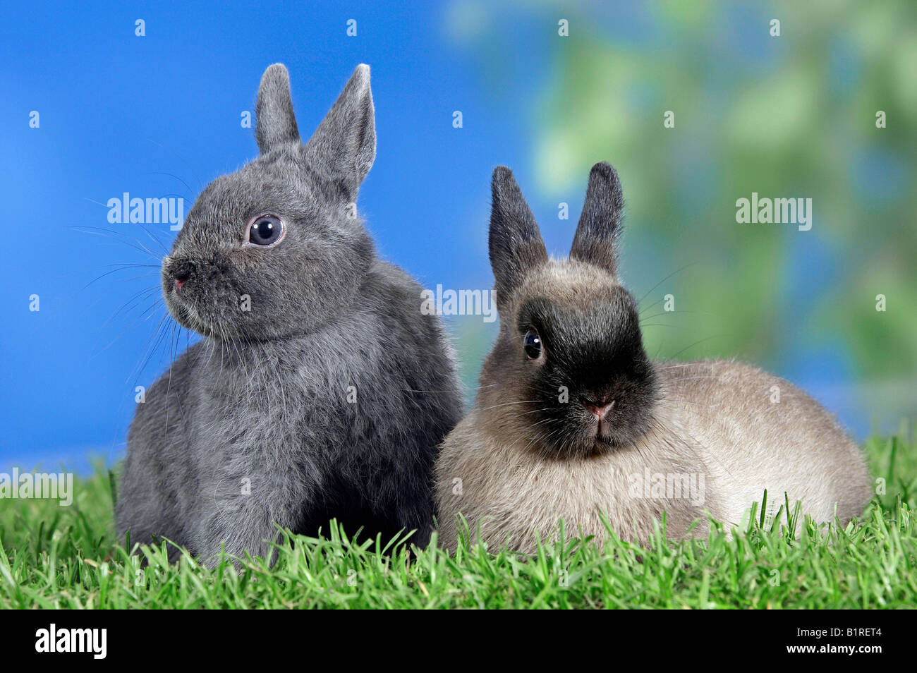 Two Dwarf Rabbits Stock Photo Alamy