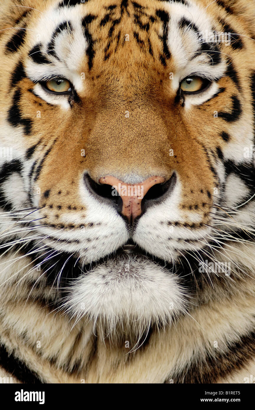 Siberian Tiger (Panthera tigris altaica), portrait Stock Photo