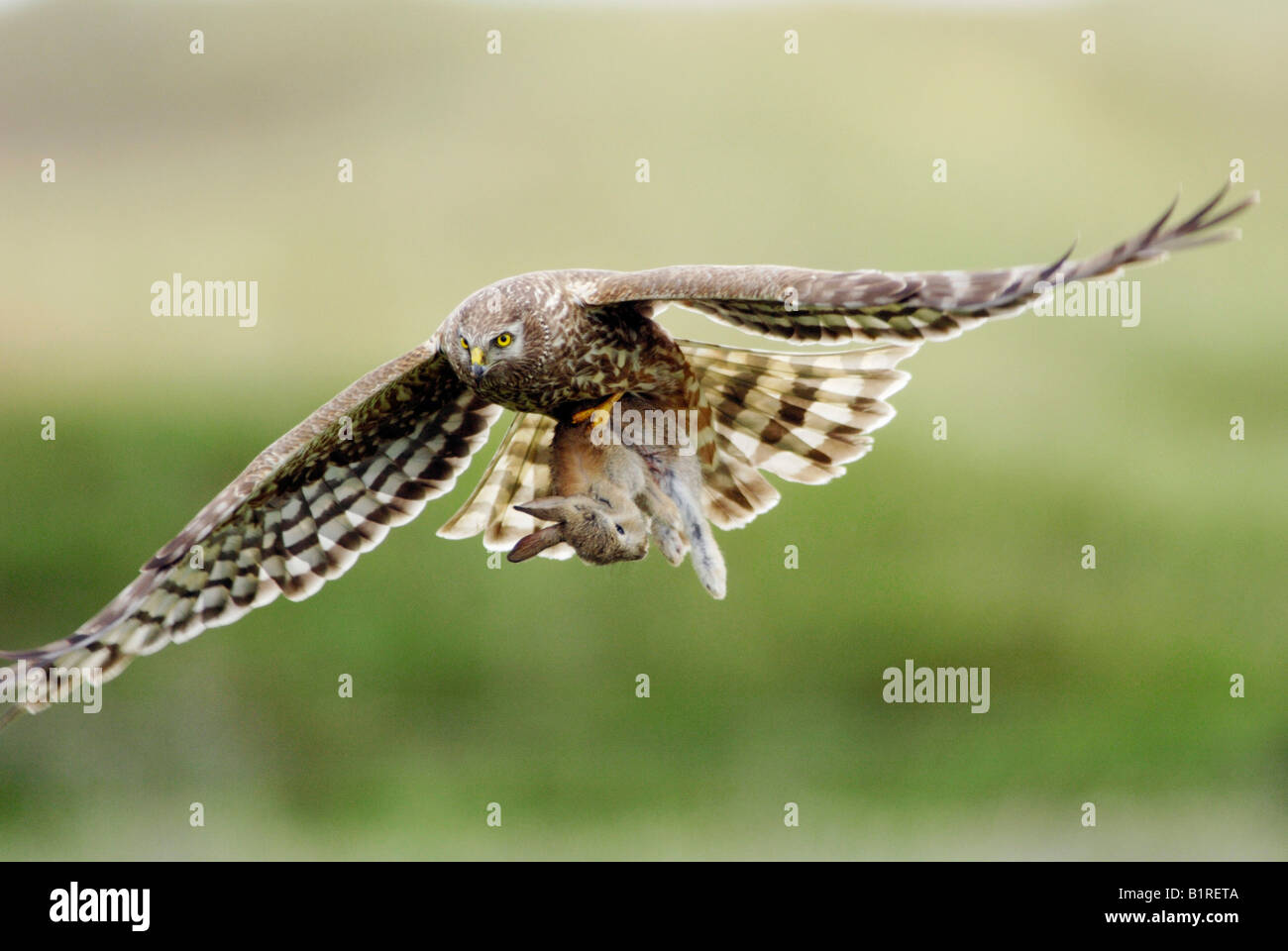 Female Hen Harrier, Northern Harrier (Circus cyaneus), in flight, with rabbit prey caught in its talons, Texel, Netherlands, Eu Stock Photo
