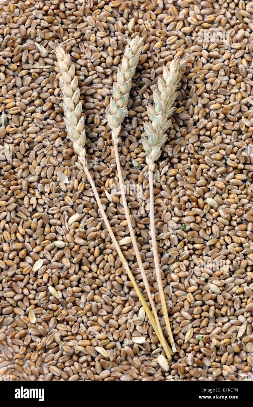 Wheat, ears and grain (Triticum aestivum) Stock Photo