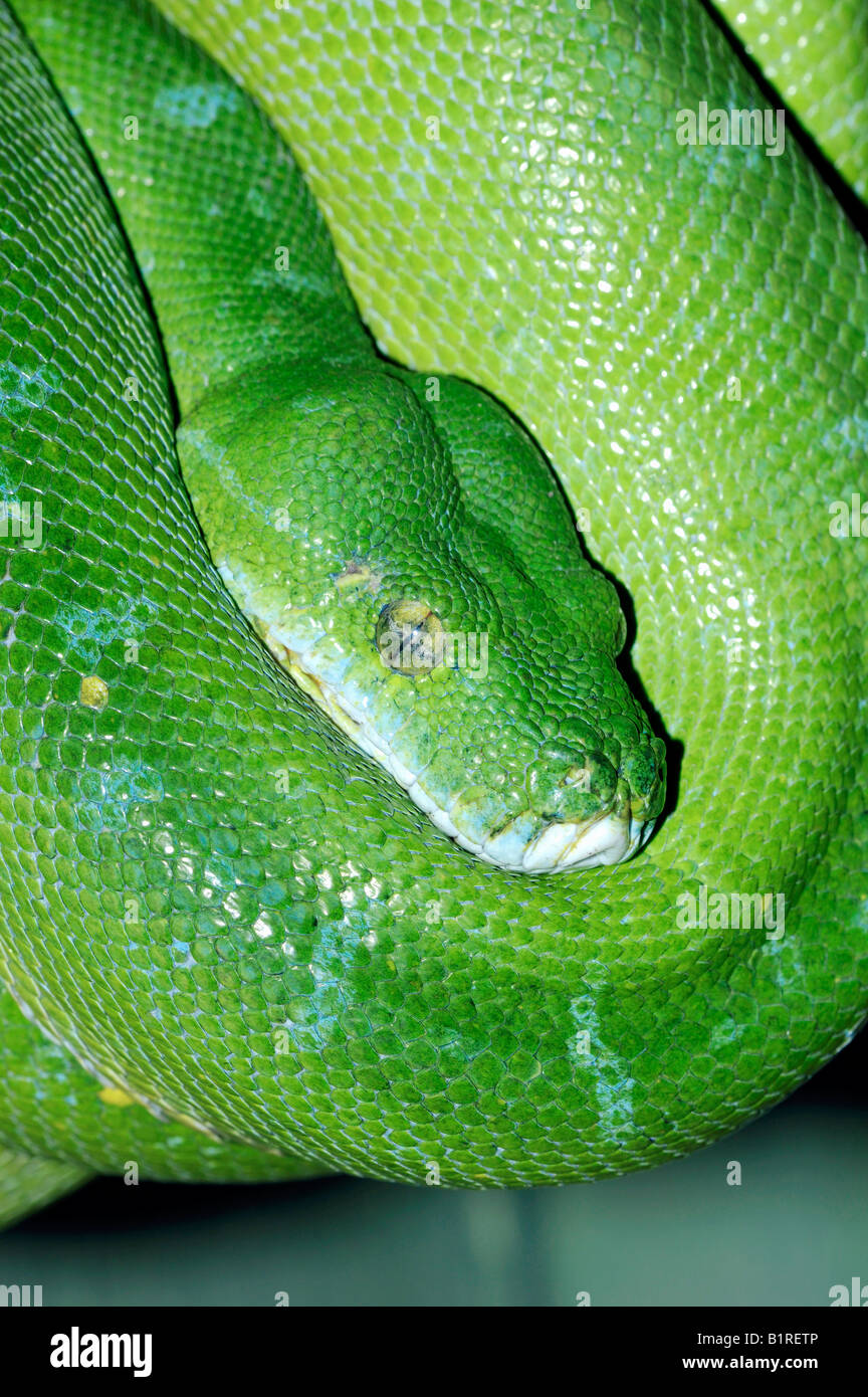 Green Tree Python (Chondropython viridis Stock Photo - Alamy