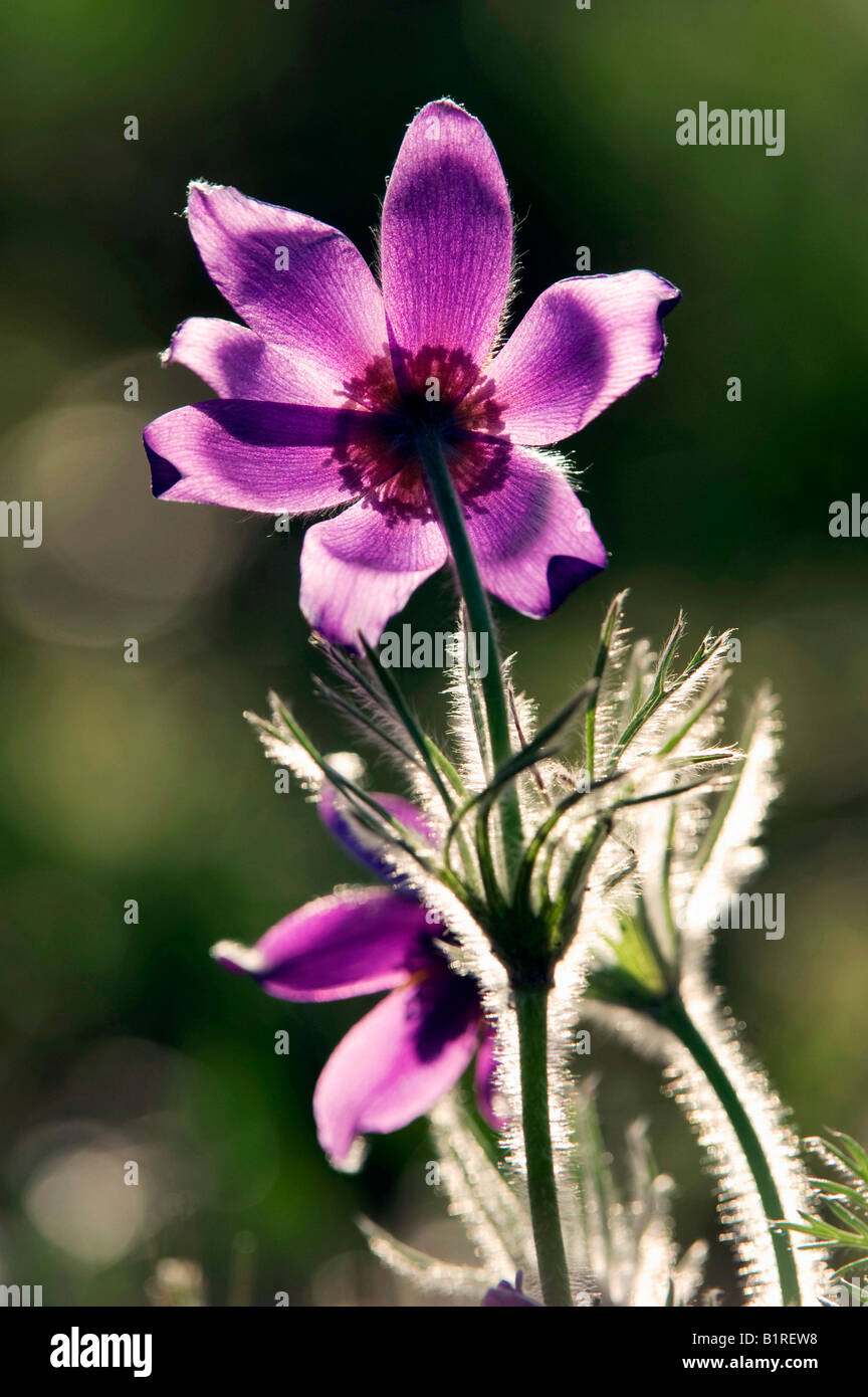Common Pasque Flower, Pasqueflower or Dane's Blood (Pulsatilla vulgaris) Stock Photo