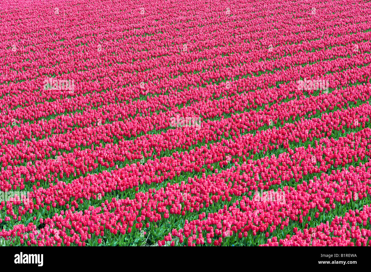 Blossoming tulip field (Tulipa spec.) near Lisse, Netherlands, Europe Stock Photo