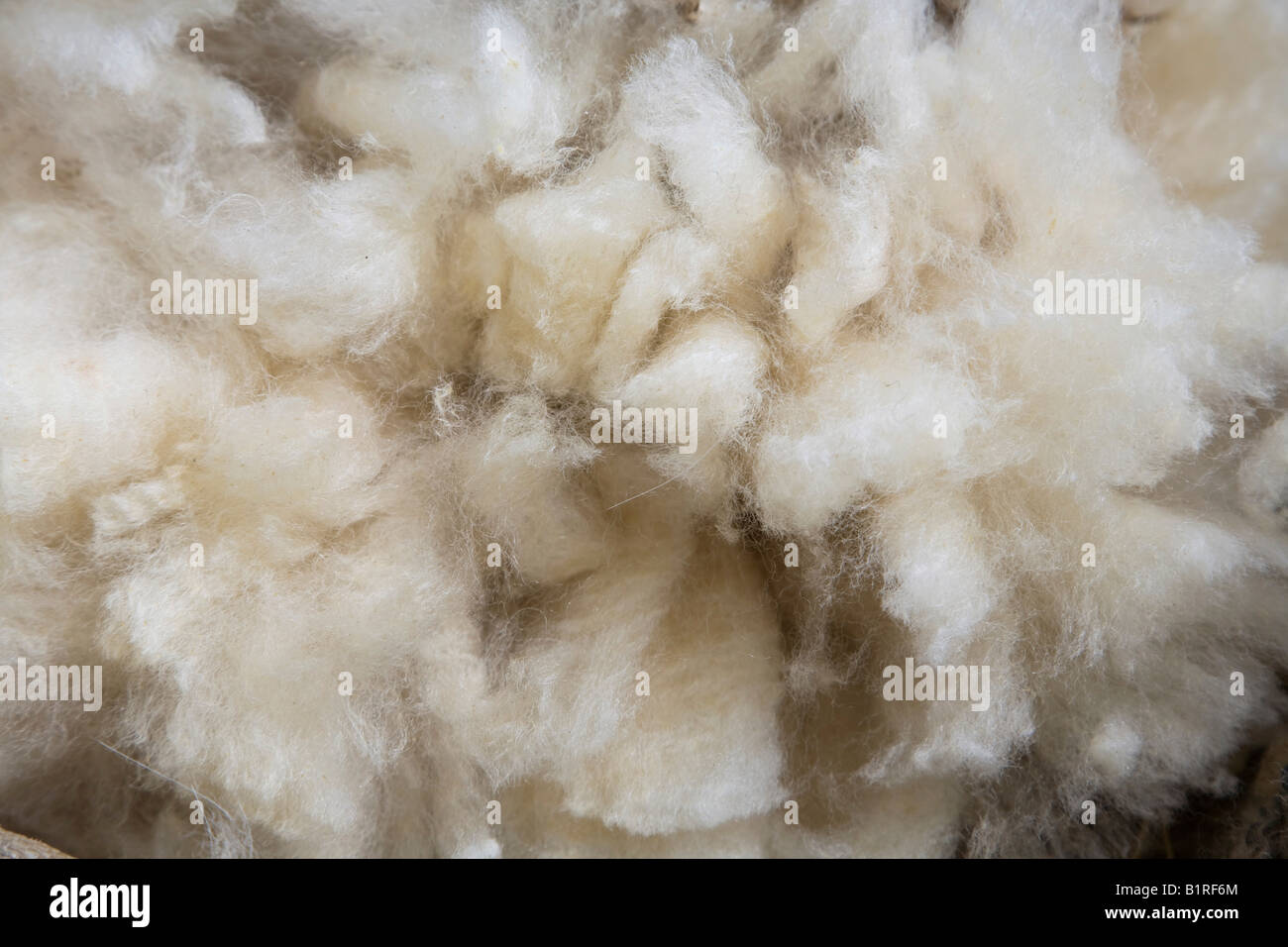 Sharn Wool New shorn sheep's wool Stock Photo - Alamy