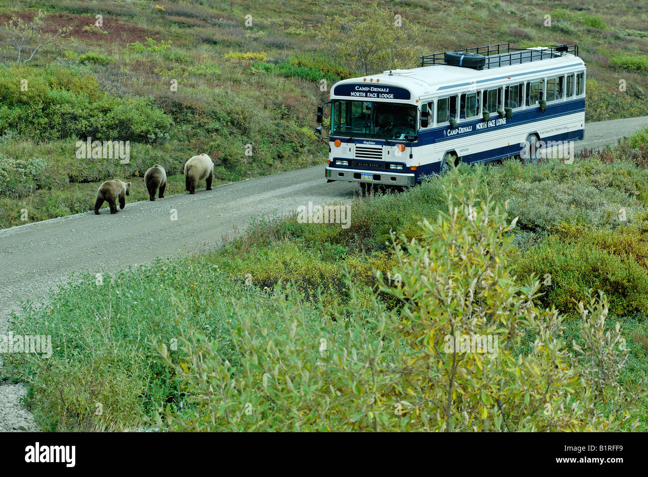 Tourist bus driving past Grizzly Bears (Ursus arctos horribilis) in Denali National Park, Alaska, USA Stock Photo
