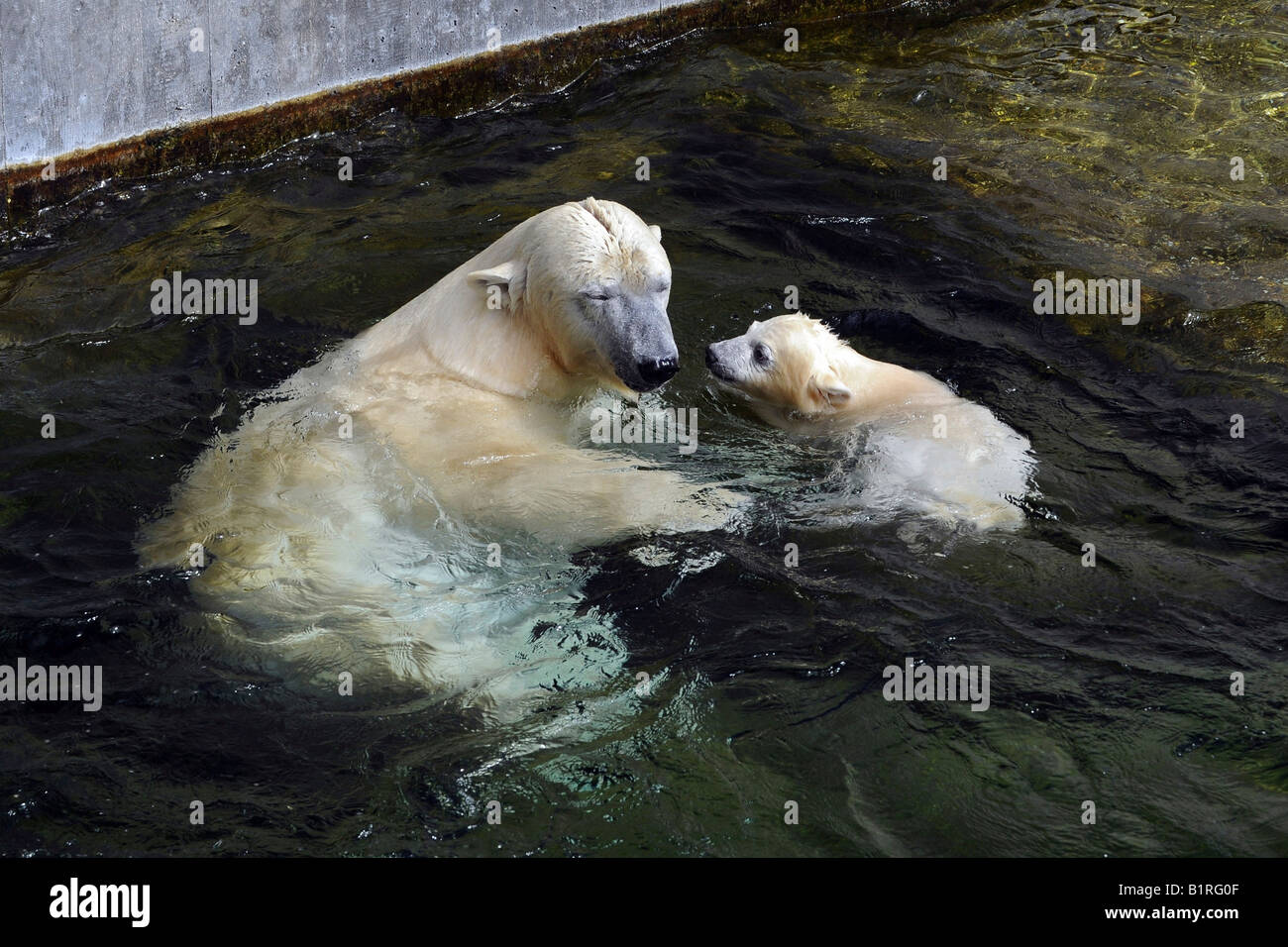 Polar bear cub Wilbaer and mother Corinna during their first public appearance, Wilhelma Zoo in Stuttgart, Baden-Wuerttemberg,  Stock Photo