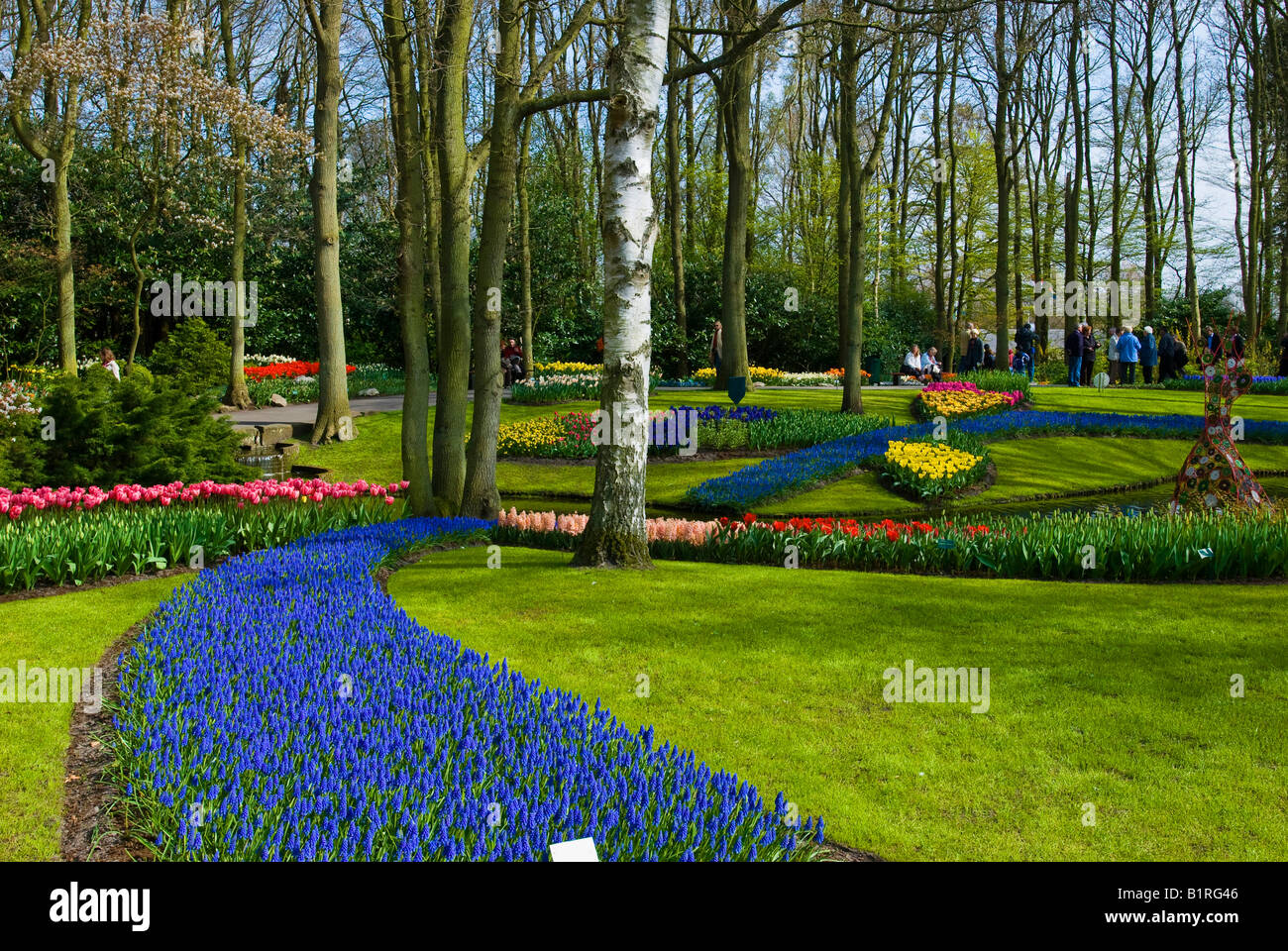 Flower garden with Grape Hyacinths (Muscari armeniacum) and Tulips