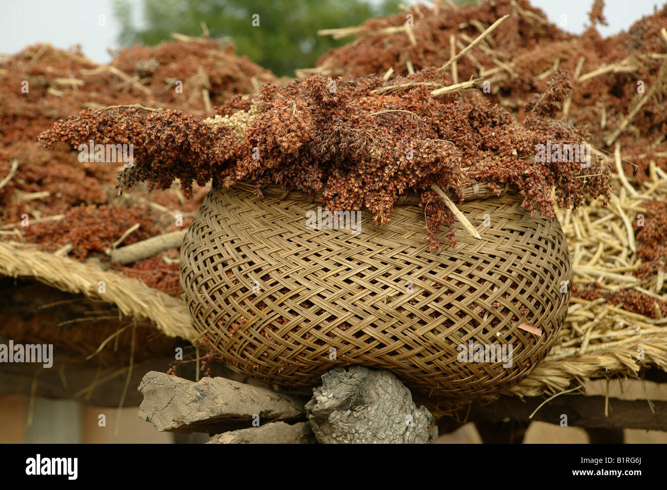 Basket filled with millet, Pakete, Cameroon, Africa Stock Photo