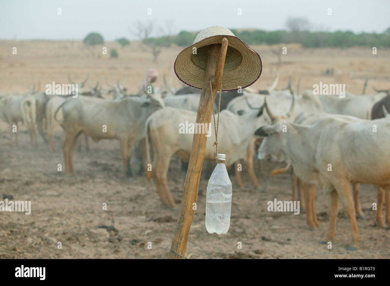 https://c8.alamy.com/comp/B1RG73/shepherds-water-bottle-and-straw-hat-in-front-of-a-herd-of-zebus-bos-B1RG73.jpg