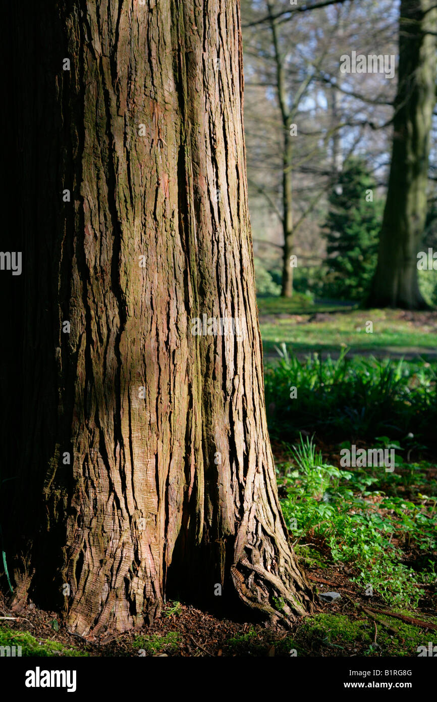 Cypress (Cupressus), bark on trunk, Wilhelmshoehe Park, Kassel, Hesse, Germany, Europe Stock Photo