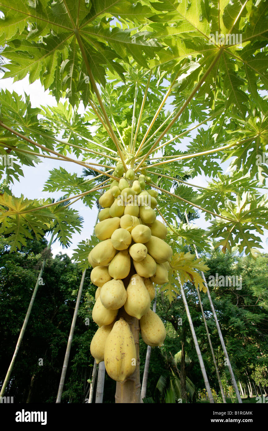 Papaya Tree (Carica papaya) with ripe Papayas hanging on the trunk