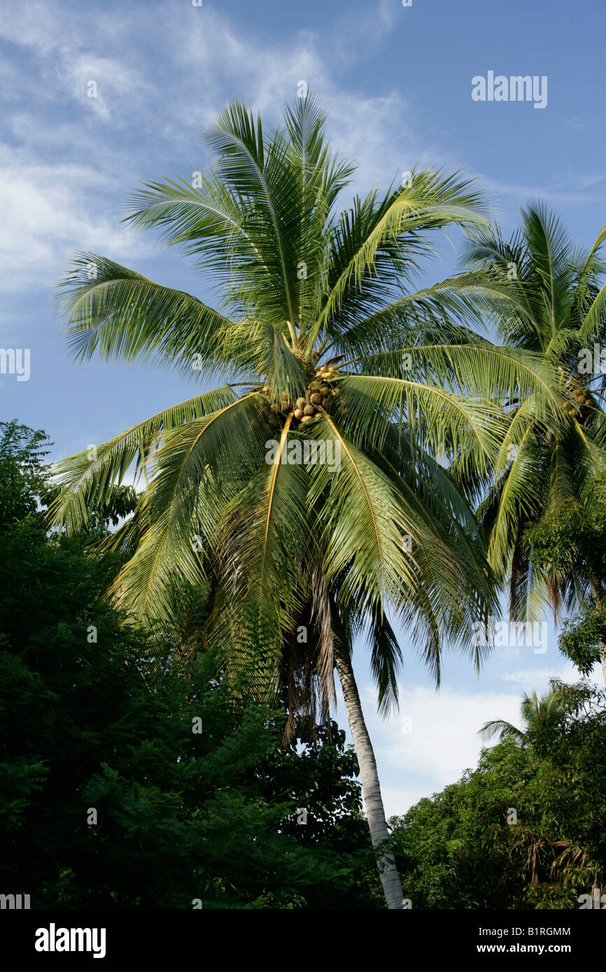 Coconut Palm (Cocos nucifera), Biliau, Papua New Guinea, Melanesia Stock Photo