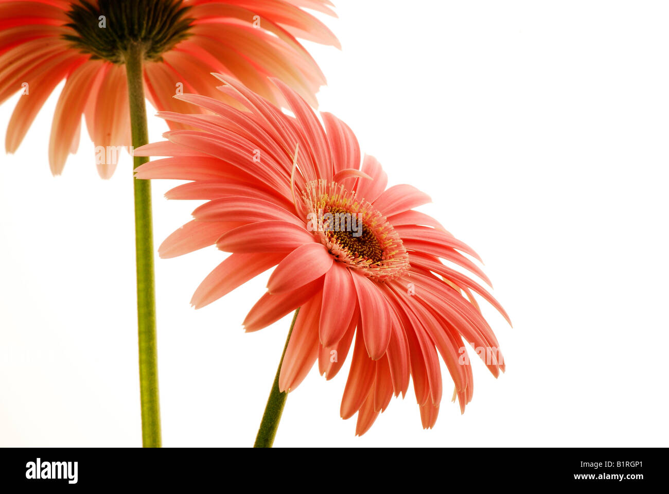 Two Gerber Daisies (Gerbera Stock Photo Alamy