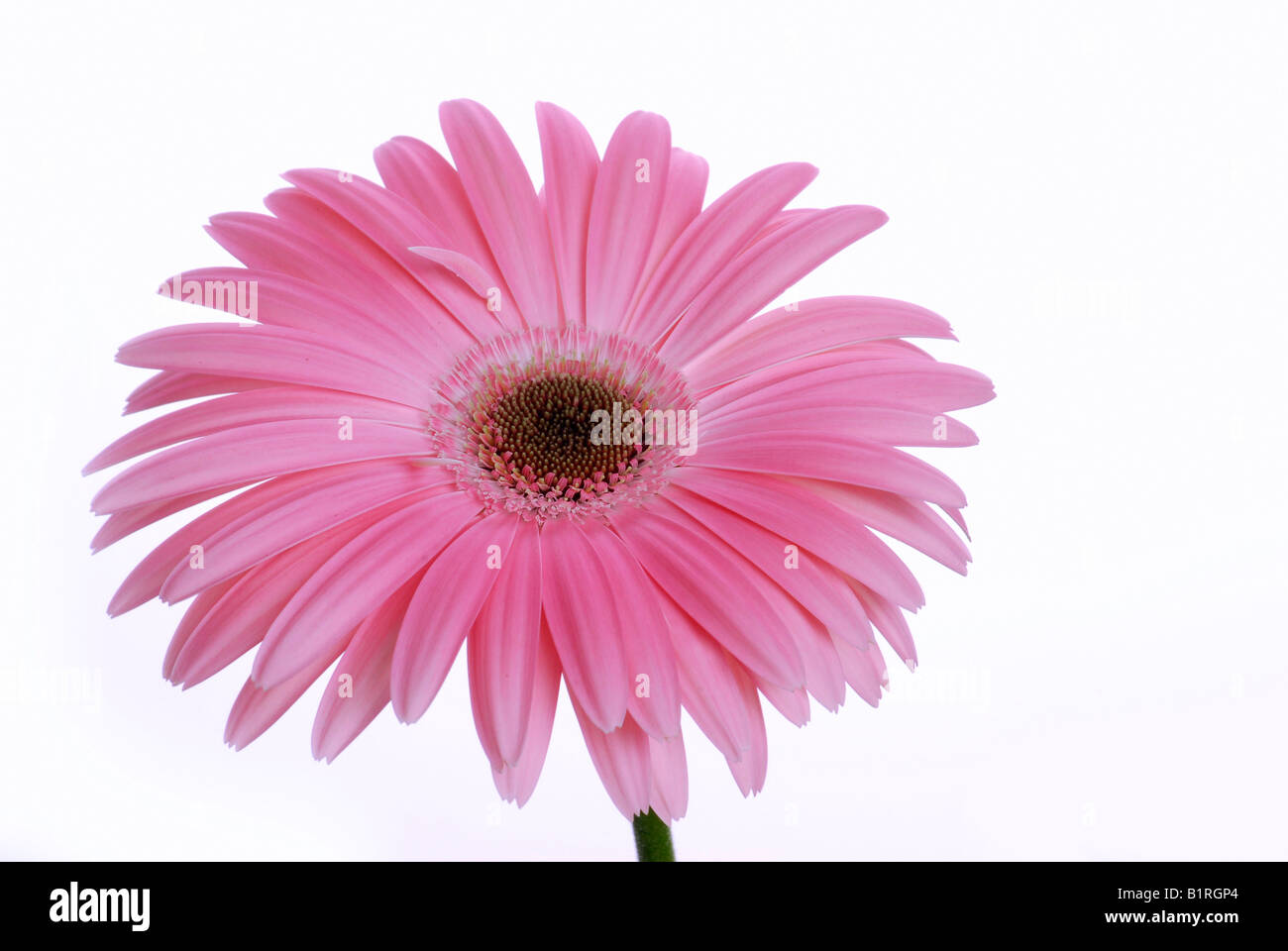 Pink Gerber Daisy (Gerbera) Stock Photo