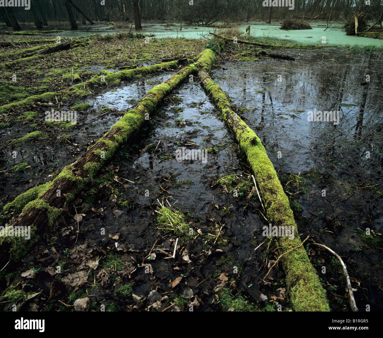 Habitat, wetland with moss-covered deadwood, thick duckweed carpet at back Stock Photo