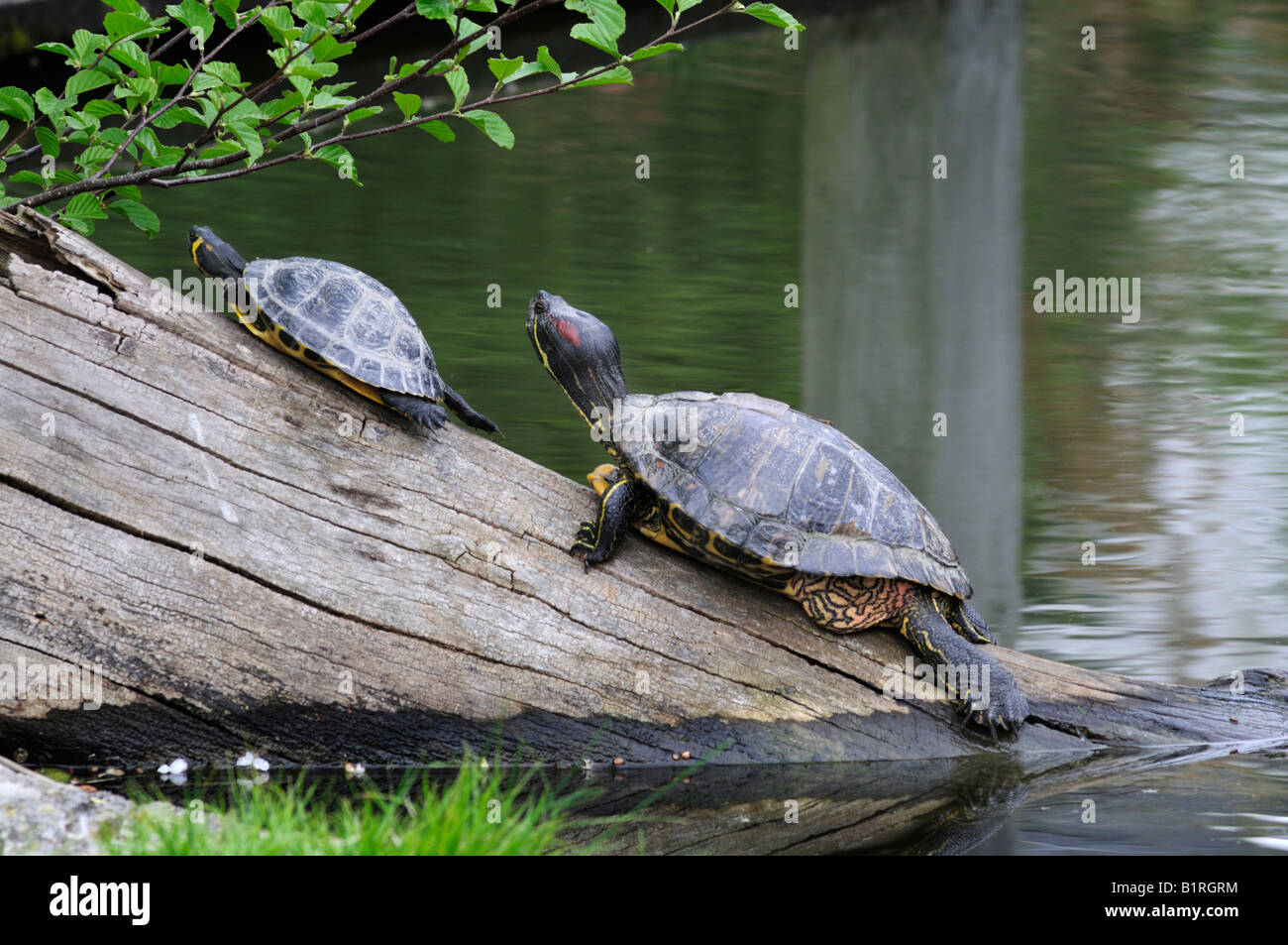 Two Red-eared Sliders (Trachemys scripta elegans) on a tree trunk in the water Stock Photo