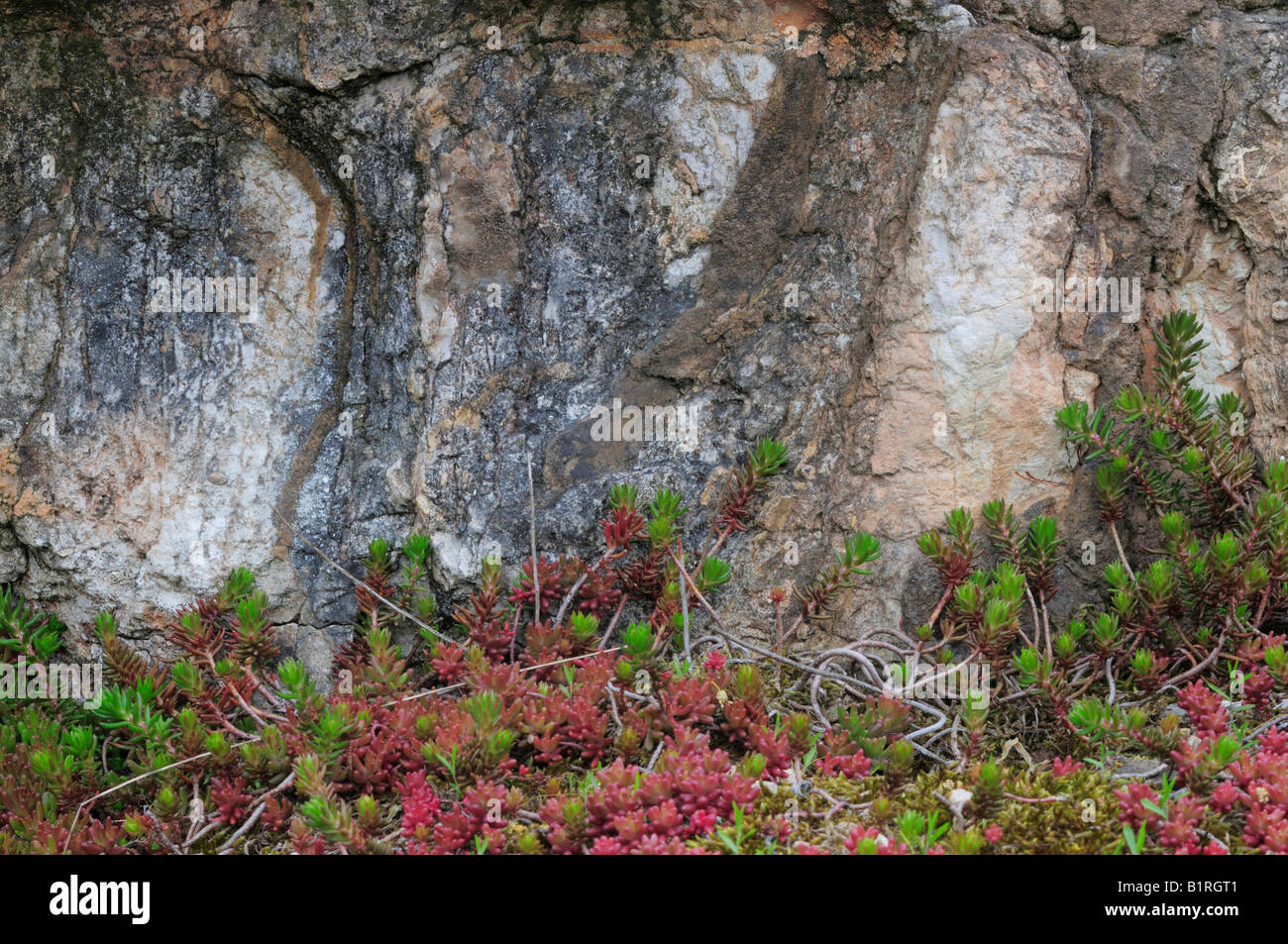 Rock Stonecrop (Sedum forsterianum) growing on rocky floor, red list of alpine plants, Germany, Europe Stock Photo