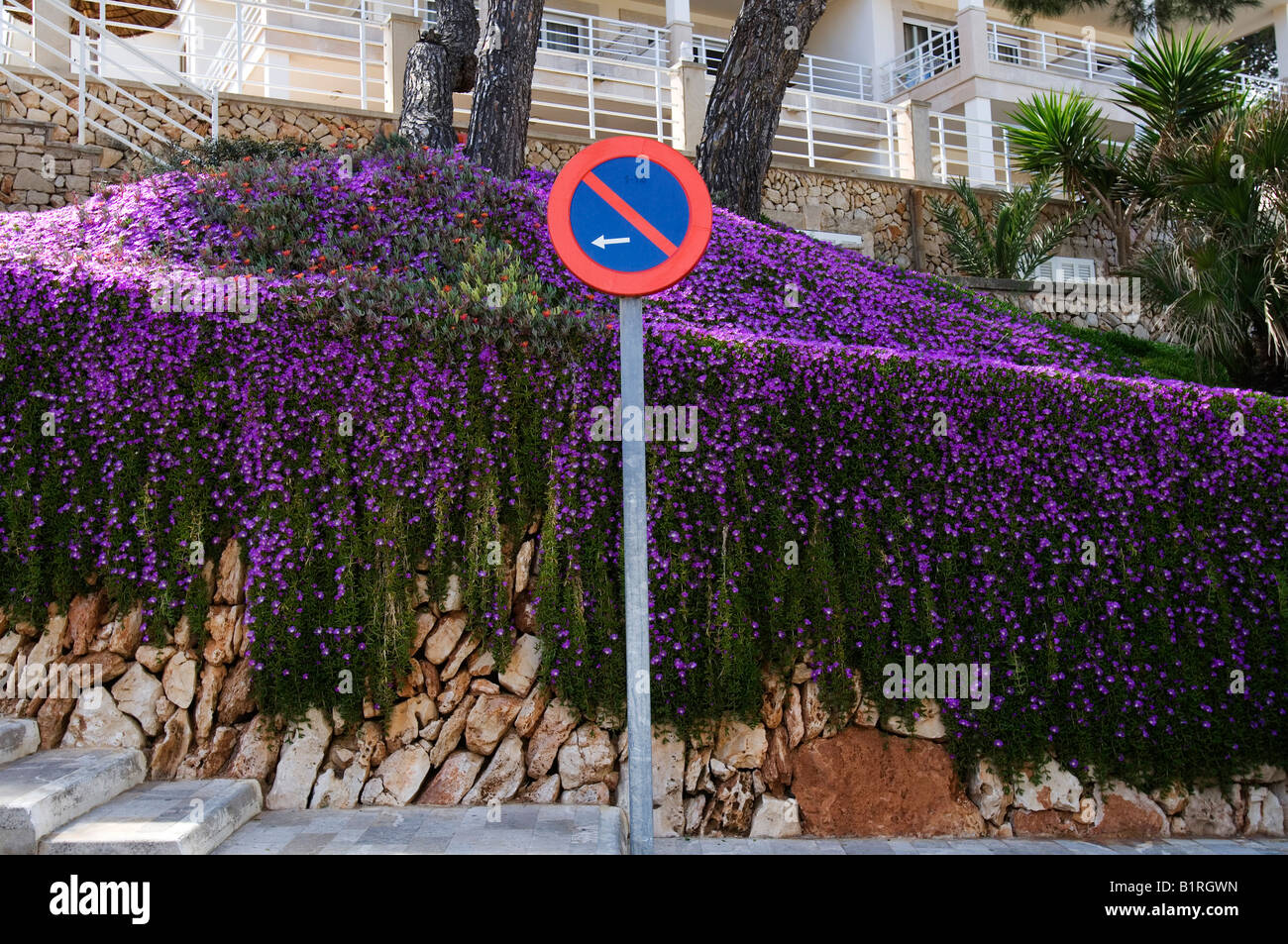 Stopping restriction sign in front of a blooming slope, Cala Figuera, Majorca, Balearic Islands, Spain, Europe Stock Photo