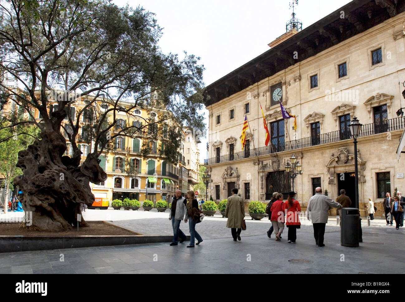 Old olive tree in front of city hall, historic centre of Palma de Majorca, Balearic Islands, Spain, Europe Stock Photo