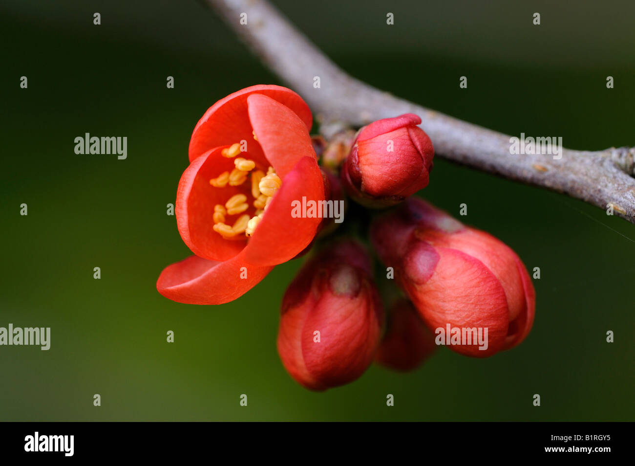 Japanese Chaenomeles (Chaenomeles japonica) Stock Photo