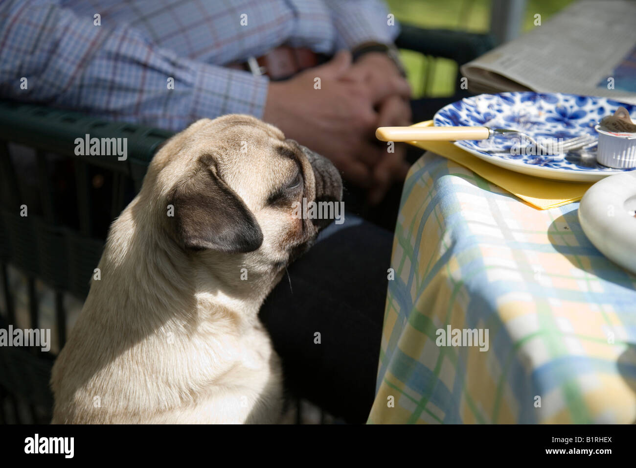 Begging pug hi-res stock photography and images - Alamy, image size:1300x956