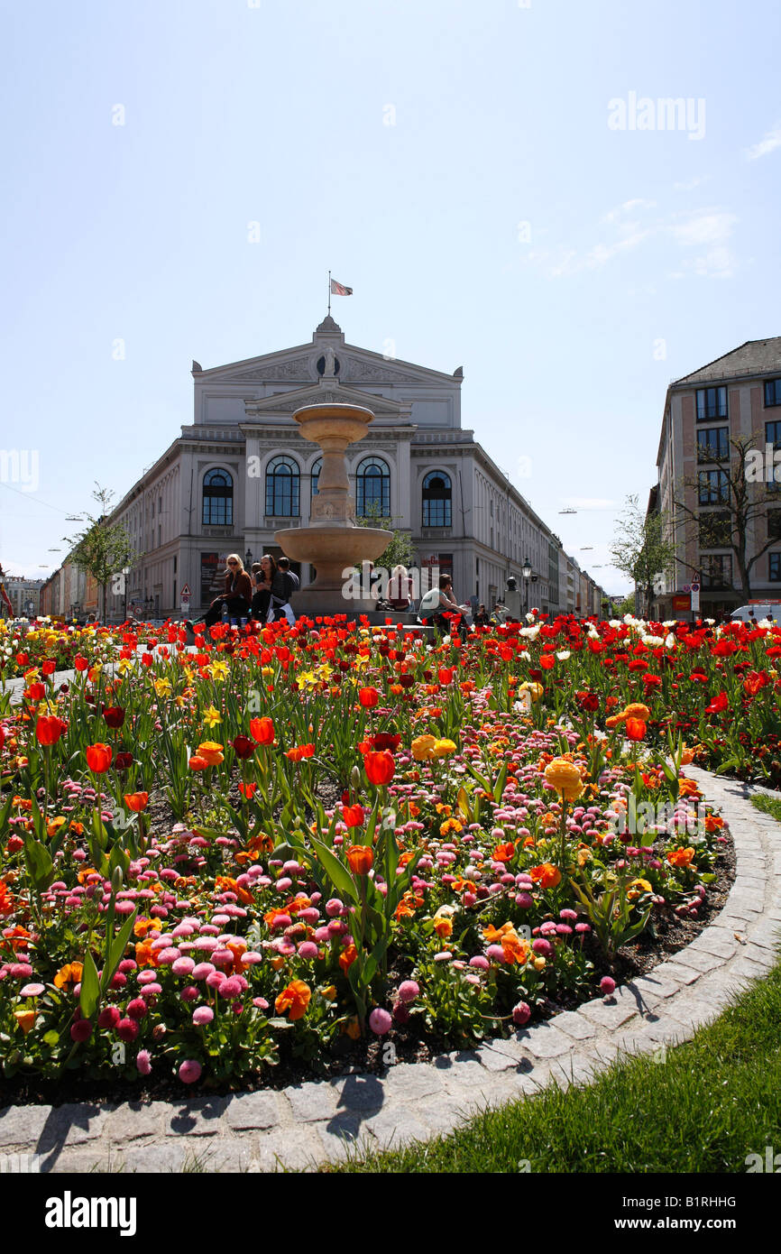 Flowering spring flower patch at Gaertnerplatz Square in front of Gaertnerplatz Theatre, Isarvorstadt, Munich, Bavaria, Germany Stock Photo