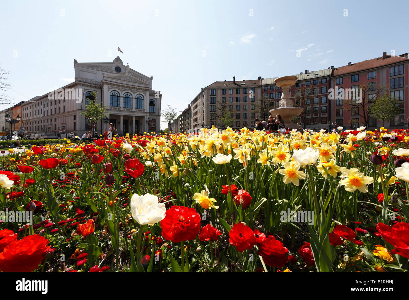 Flowering spring flower patch at Gaertnerplatz Square in front of Gaertnerplatz Theatre, Isarvorstadt, Munich, Bavaria, Germany Stock Photo