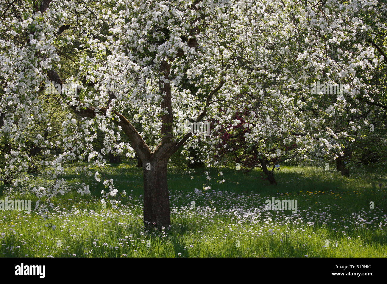 Fragrant Crabapple Tree, (Malus baccata), blossoming, Botanic Garden, Munich, Upper Bavaria, Germany, Europe Stock Photo