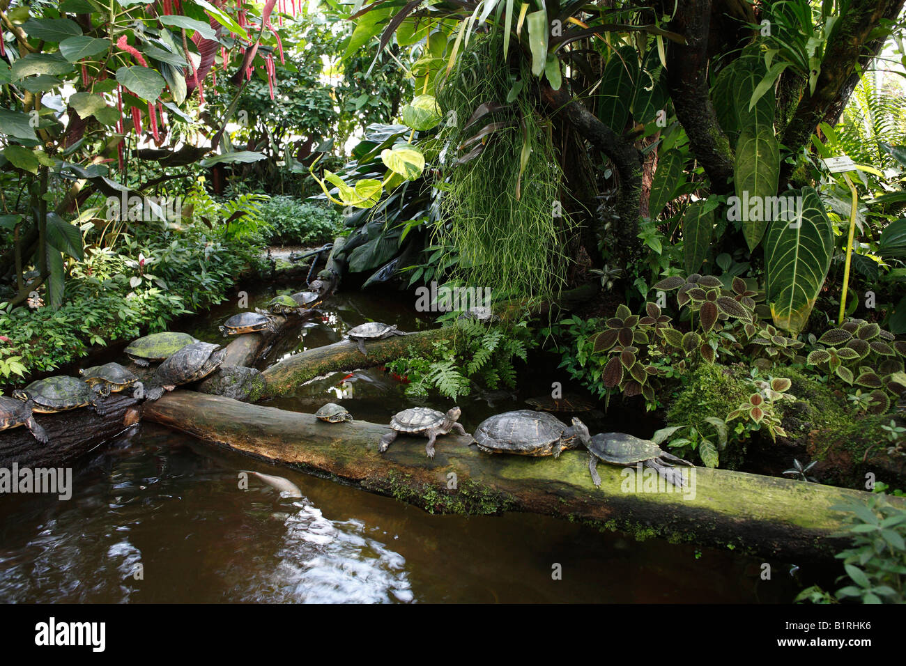 Turtles in the hothouse, Botanic Garden, Munich, Upper Bavaria, Germany, Europe Stock Photo