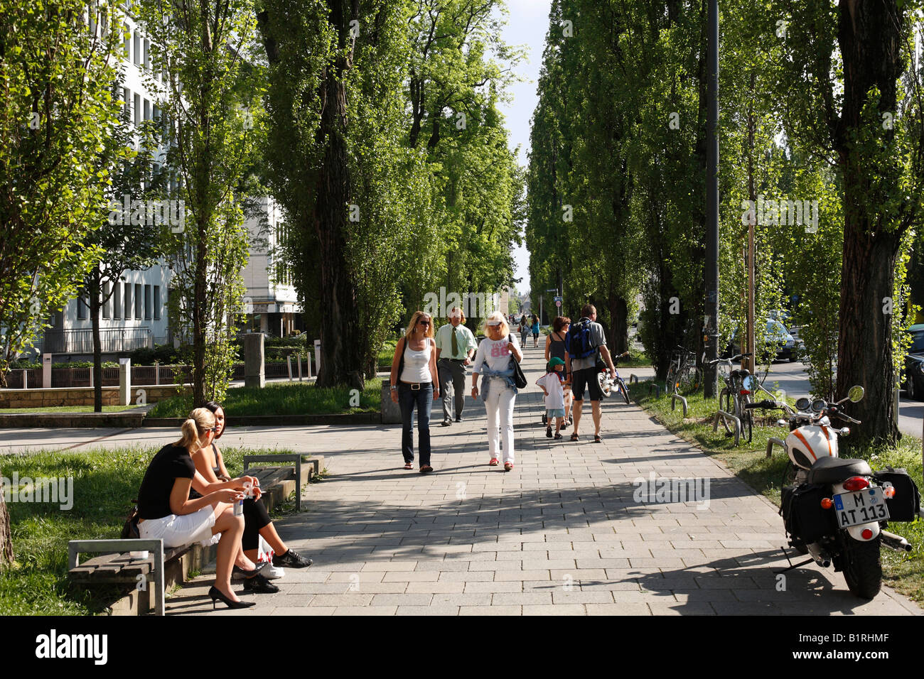 Pavement along Leopoldstrasse Street with Poplar trees (Populus), Schwabing, Munich, Upper Bavaria, Germany, Europe Stock Photo