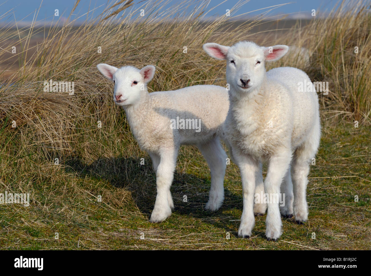 Two domestic lambs (Ovis orientalis aries) Stock Photo