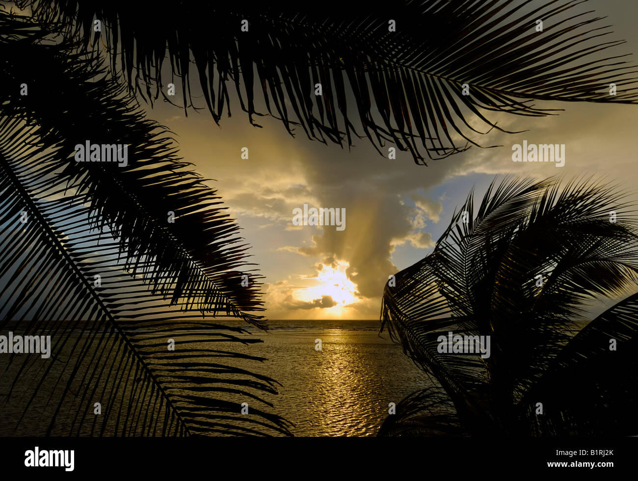 Sunrise seen through palm trees on South Water Caye Island, Belize Barrier Reef, Caribbean, Central America Stock Photo
