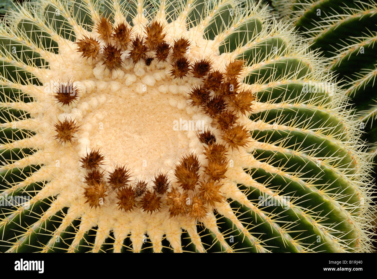 Golden Barrel Cactus, Golden Ball (Echinocactus grusonii) Stock Photo