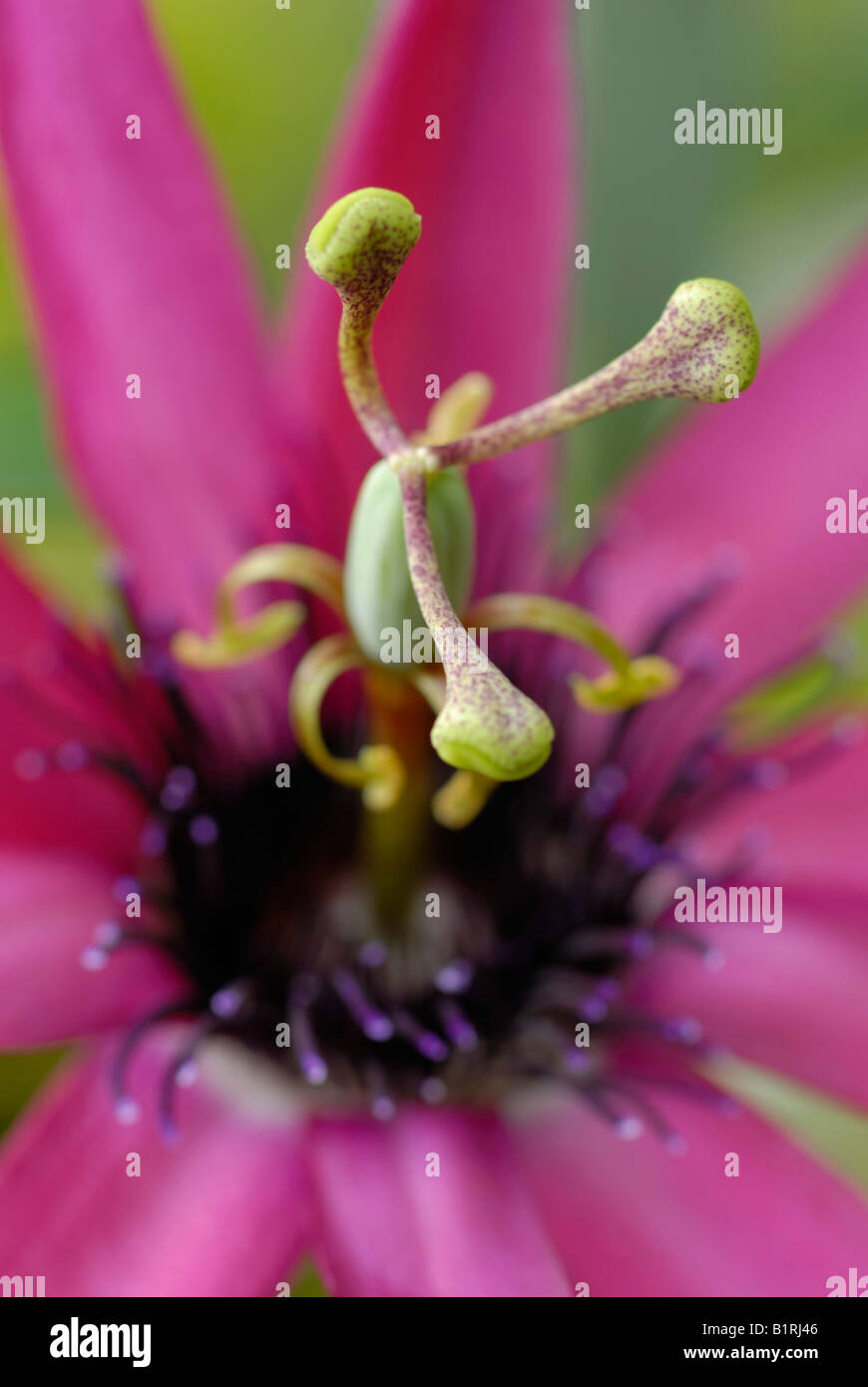 Pistil of a Gardenia Thunbergia (Gardenia thunbergia) Stock Photo