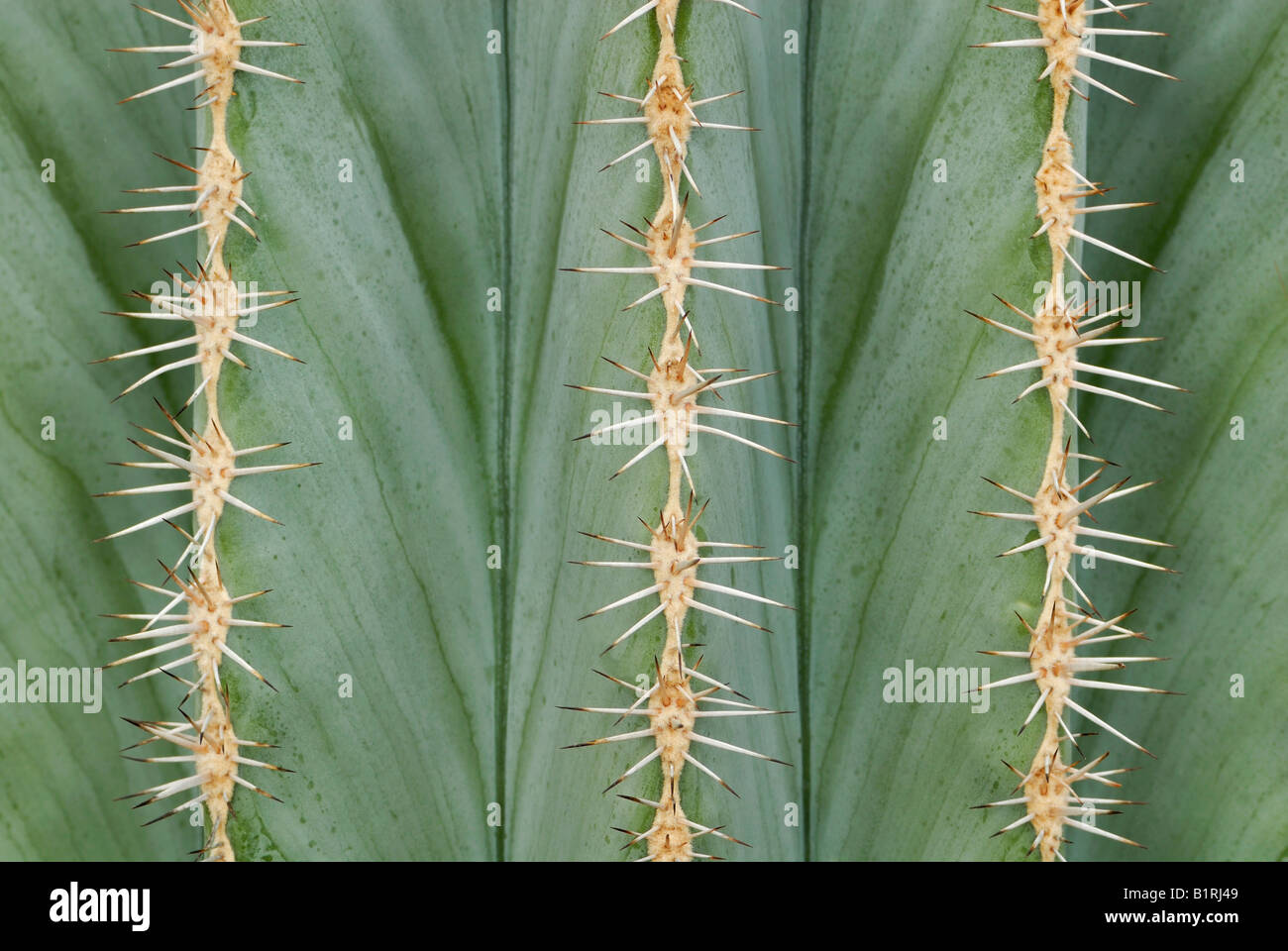 Close-up of a cactus Stock Photo