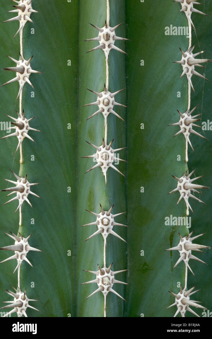 Close-up of a Pachycereus Cactus Stock Photo