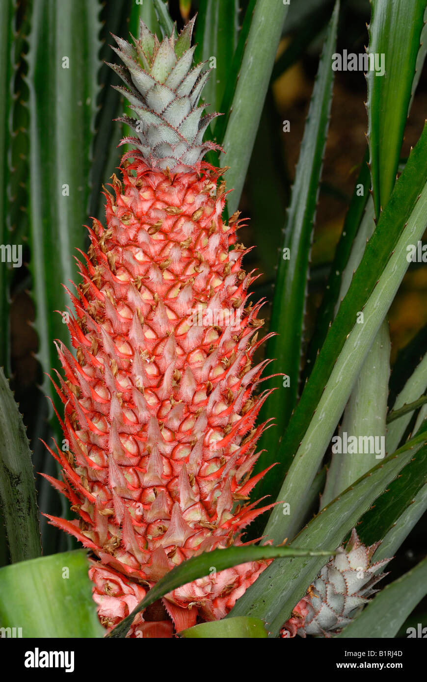Pineapple (Ananas comosus Stock Photo Alamy
