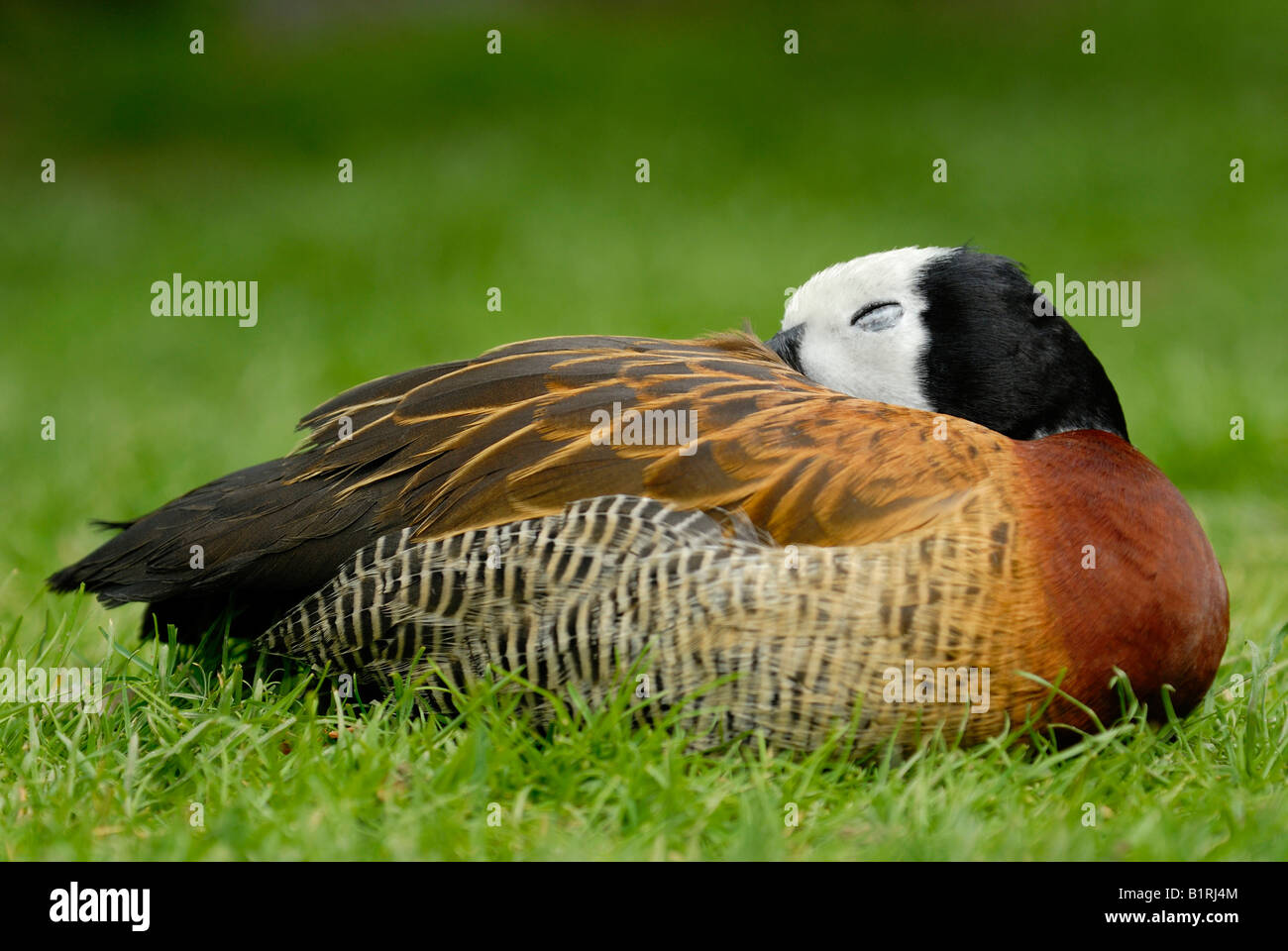 Sleeping duck Stock Photo