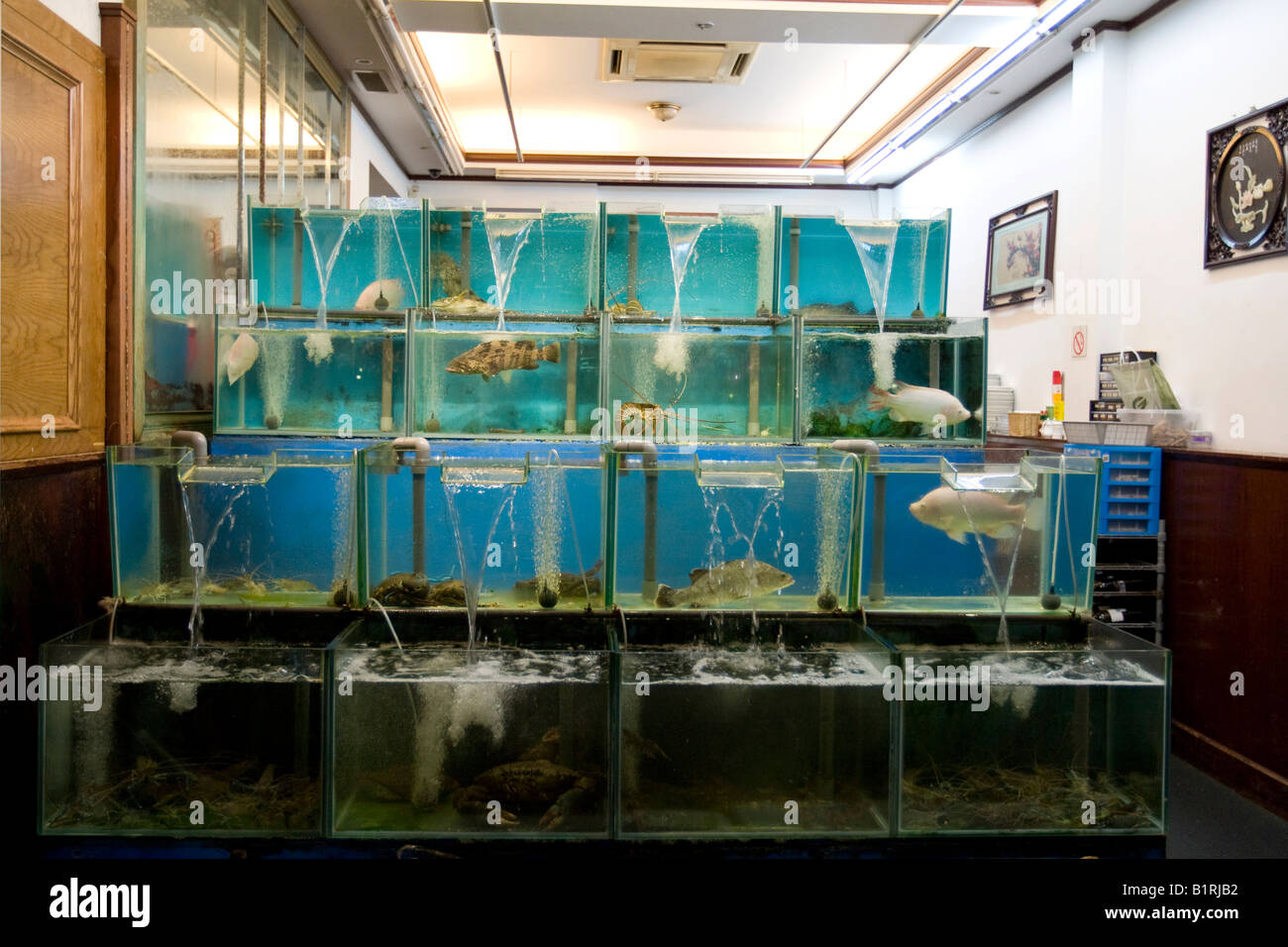 Restaurant offering fresh fish directly from their aquarium, Boat Quay
