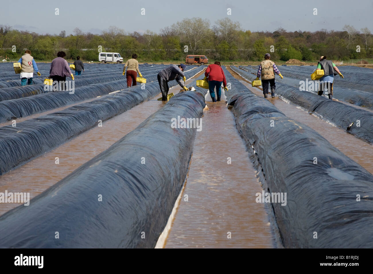 Asparagus cutters hi-res stock photography and images - Alamy