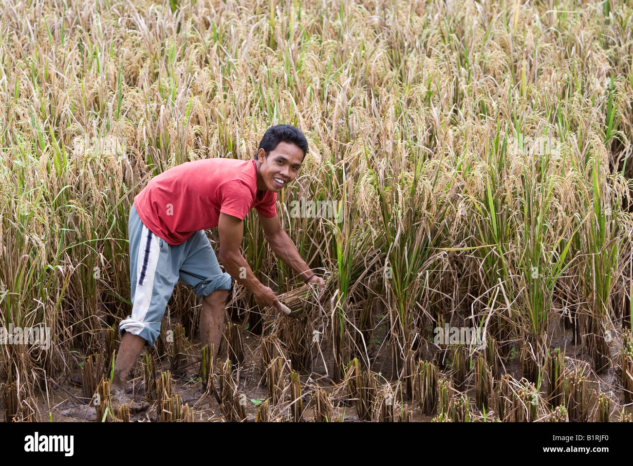 Rice farmer harvesting rice in a rice field, Lombok Island, Lesser ...
