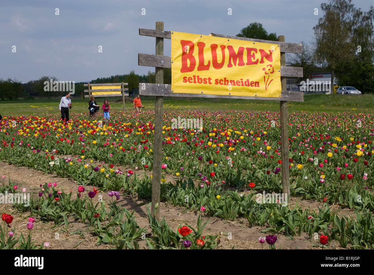 Sign reading Blumen selbst schneiden, pick flowers yourself, field of tulips, people holding flowers, Bergstrasse mountain rout Stock Photo