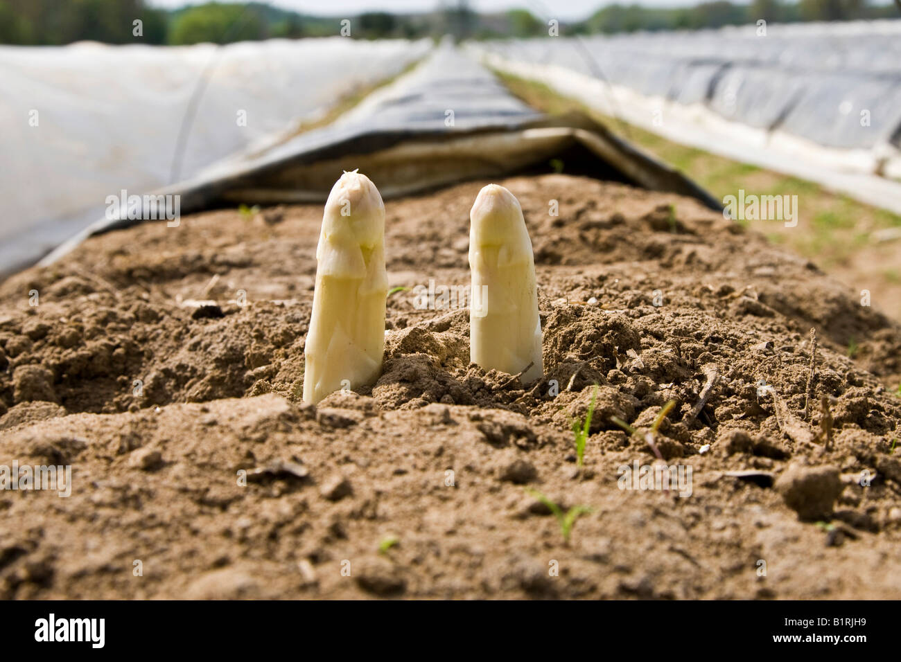 Deutsche asparagus hires stock photography and images Alamy