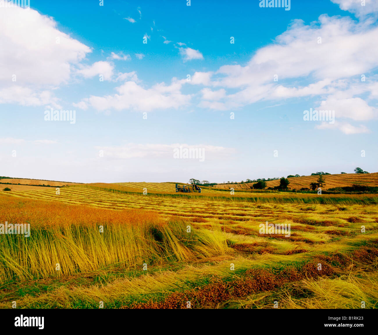 Seaforde, Co Down, Northern Ireland, Crops Flax Stock Photo Alamy